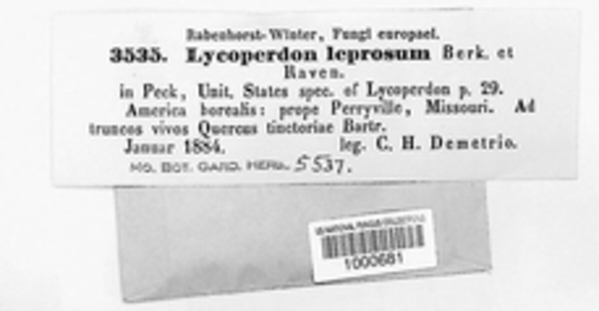 Lycoperdon leprosum image